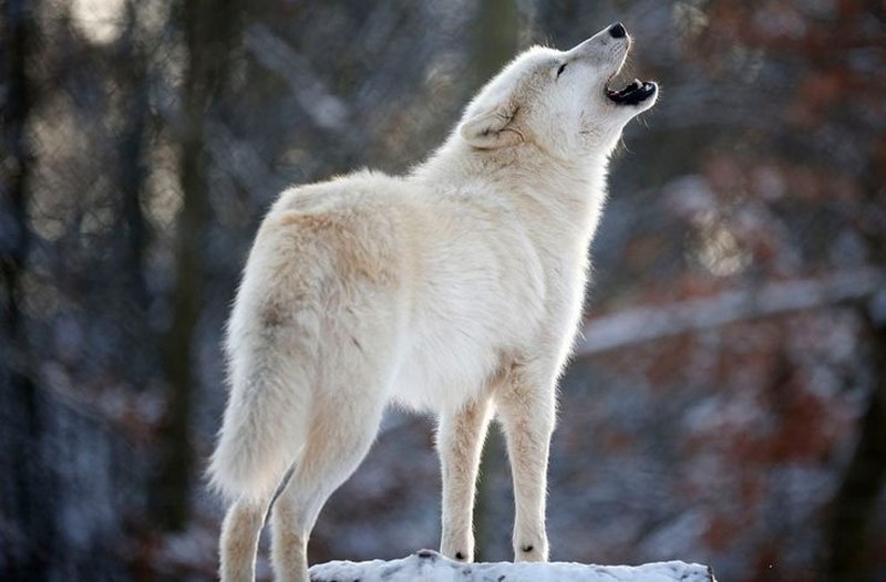 Con sói là một loài động vật được mọi người nhận xét là máu lạnh