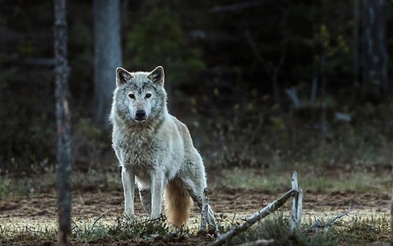 Đối với tình huống thấy sói vào ngày lễ Tết, điều này nói lên tính cách hoặc nội tâm
