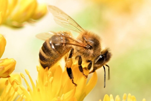 Giải mã chi tiết về giấc mơ con ong