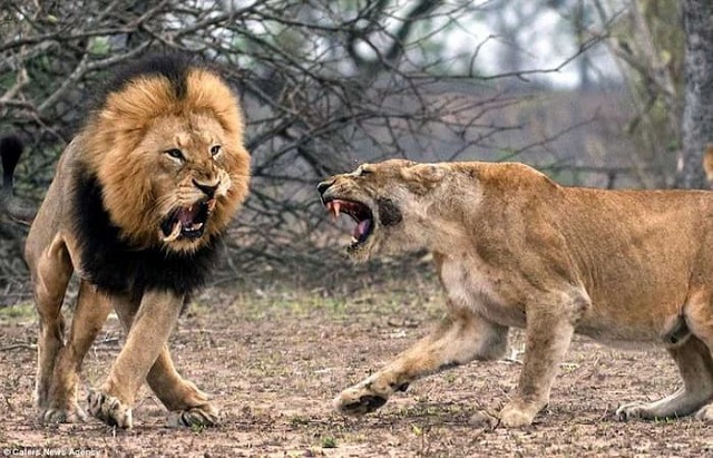 Chiêm bao thấy sư tử đánh con gì?