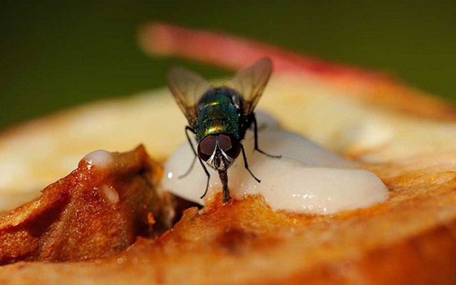 Mơ thấy ruồi đậu lên thức ăn