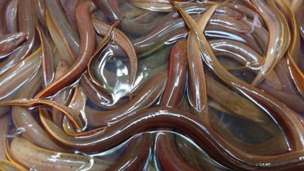 Mơ thấy lươn nhỏ dự báo sắp có mối quan hệ mới